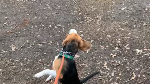 Beagle Experiences Her First Puppuccino