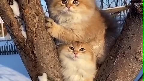 Cute cats on the tree