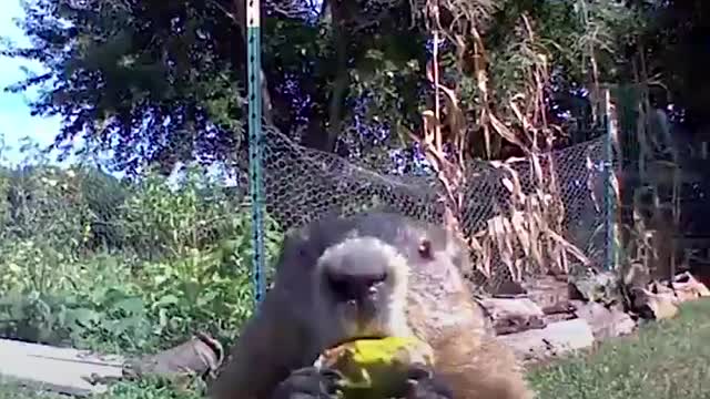 Hungry groundhog makes cutest little noises