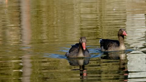 Goose Greylag