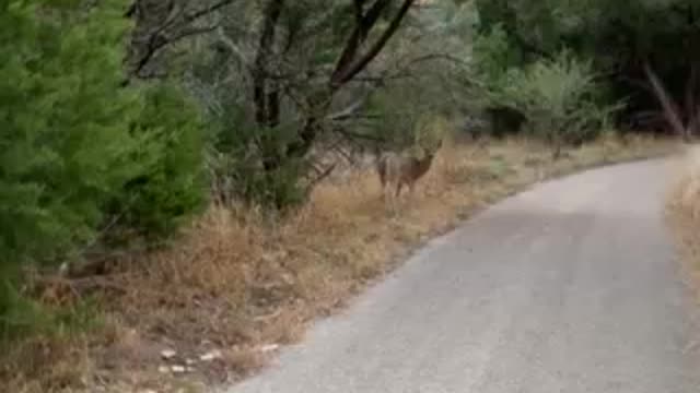 Walking with the deer 🦌