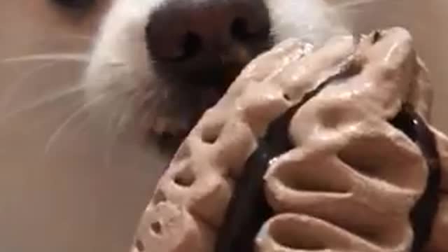 Dog licking ice cream