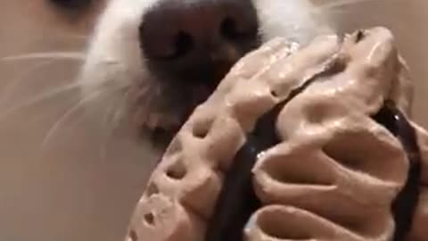 Dog licking ice cream