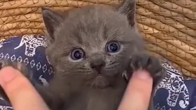 Cats are so funny PART 307 FUNNY CAT VIDEOS TIK TOK