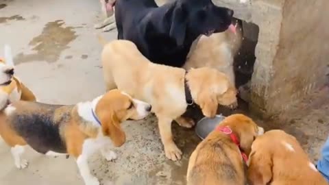 Funniest & Cutest Labrador Puppies - Funny Puppy Videos