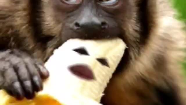 Banana being eaten by a monkey