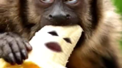 Banana being eaten by a monkey