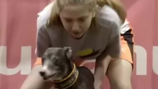 Welcome to 2022 my favourite dogs
