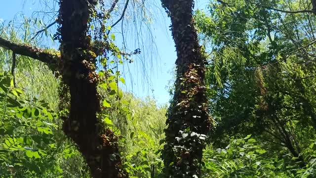 This tree is covered with vines