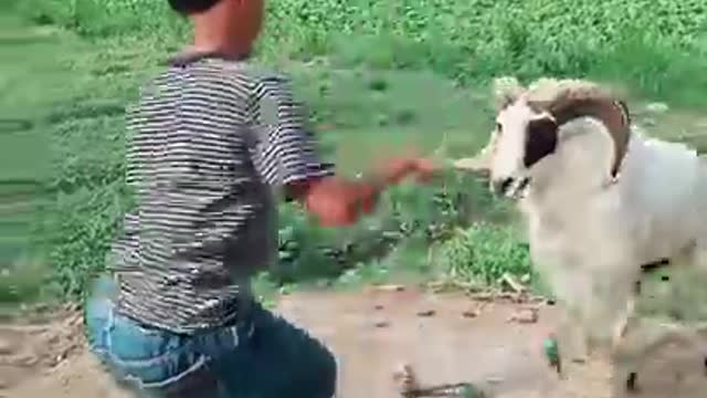 dancing with Indonesian sheep