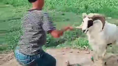 dancing with Indonesian sheep