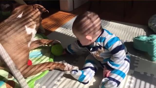 funny baby w/dog