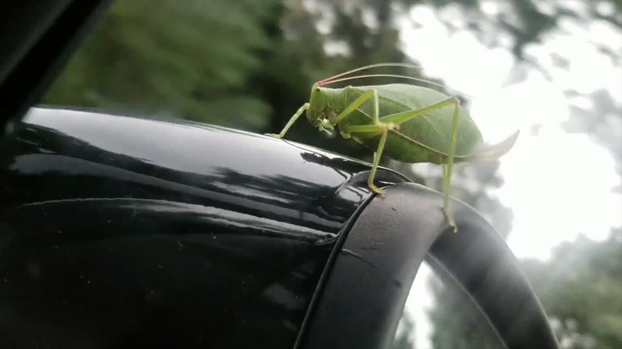 Insect goes +40mph on side view mirror, does not fall off!