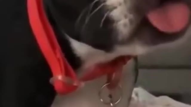Engraçado🐶🐶🐶