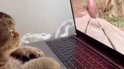 Comendy Vedio Cat use computer