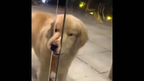 the dog tries to open the door