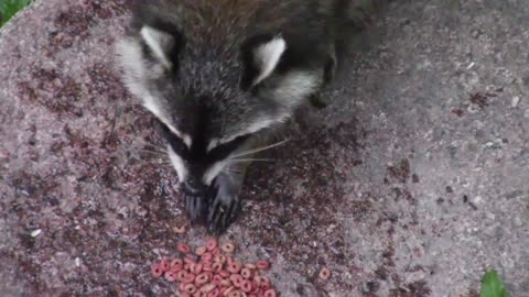 watch what this raccoon did !