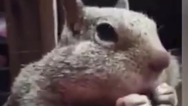 What a greedy squirrel