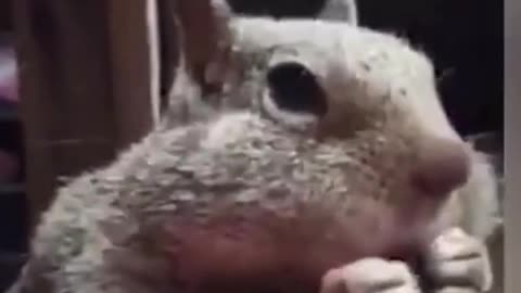 What a greedy squirrel
