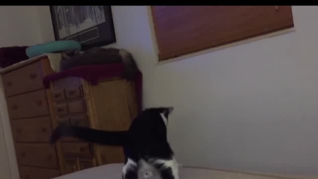 Cat funny video