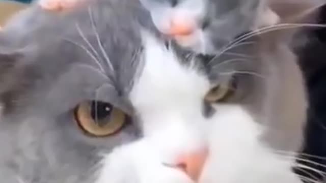Cat funny short video