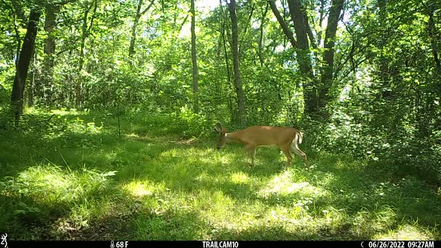 Buck in early velvet