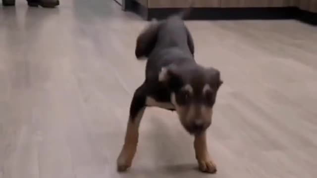 Dog dancing and having fun