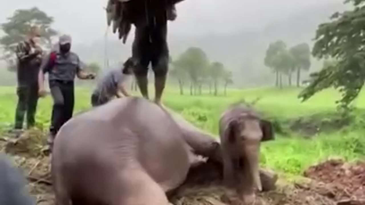 Amazing Rescue 🐘🐘😱😱