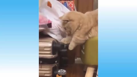 funny animals, lovable pets in silly situations