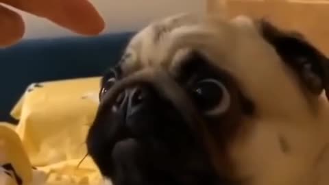 FUNNY ANIMALS DOGS VERSION PUGS