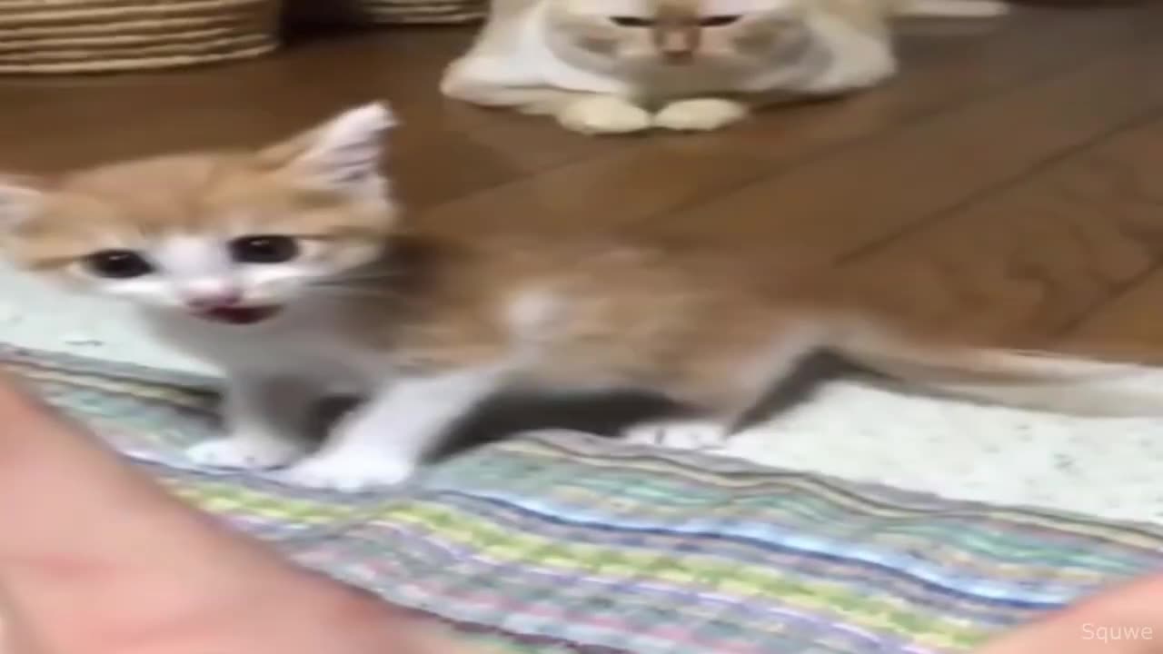 Cute Funny cat🤣🤣