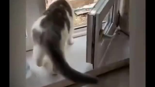 Funny cats. #funnycats #funnymoments #shorts