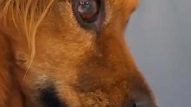 Puppie dog, funny!