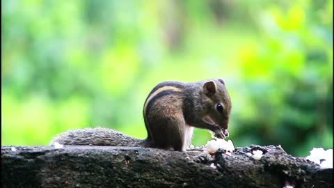 The squirrels & Bird - eat in the - morning