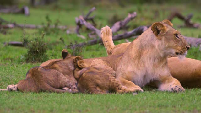 Lion Cubs Feeding From Mother