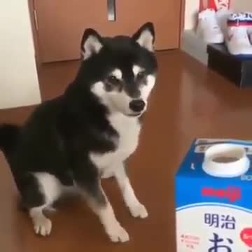Talented Doggie