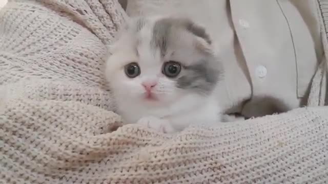 cute kitten trying to get under a wand