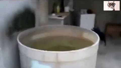 Funny videos of cats ...... cats in the water !!!!