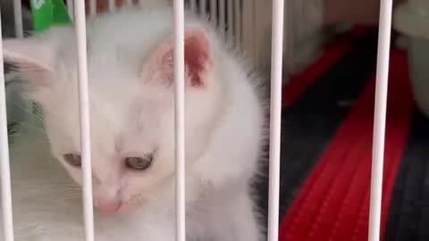 Very cute kittens and animals