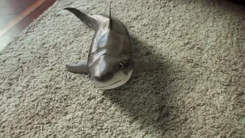 Cutest Baby Shark in the whole World