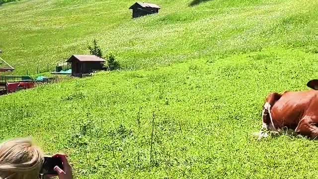 Alpine countryside