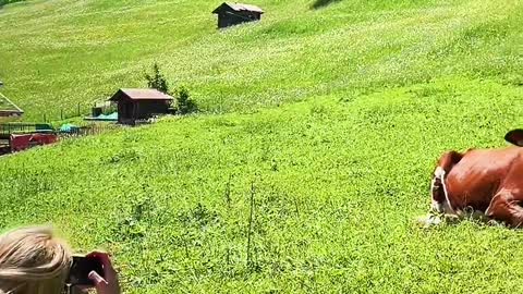 Alpine countryside