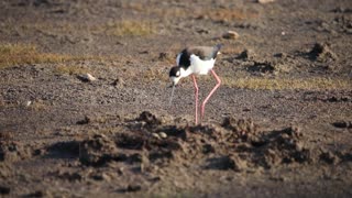 A Stilt and Her Nest