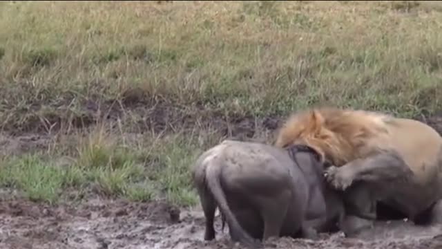 Lions Attack Wildebeest Moments