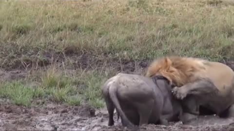 Lions Attack Wildebeest Moments