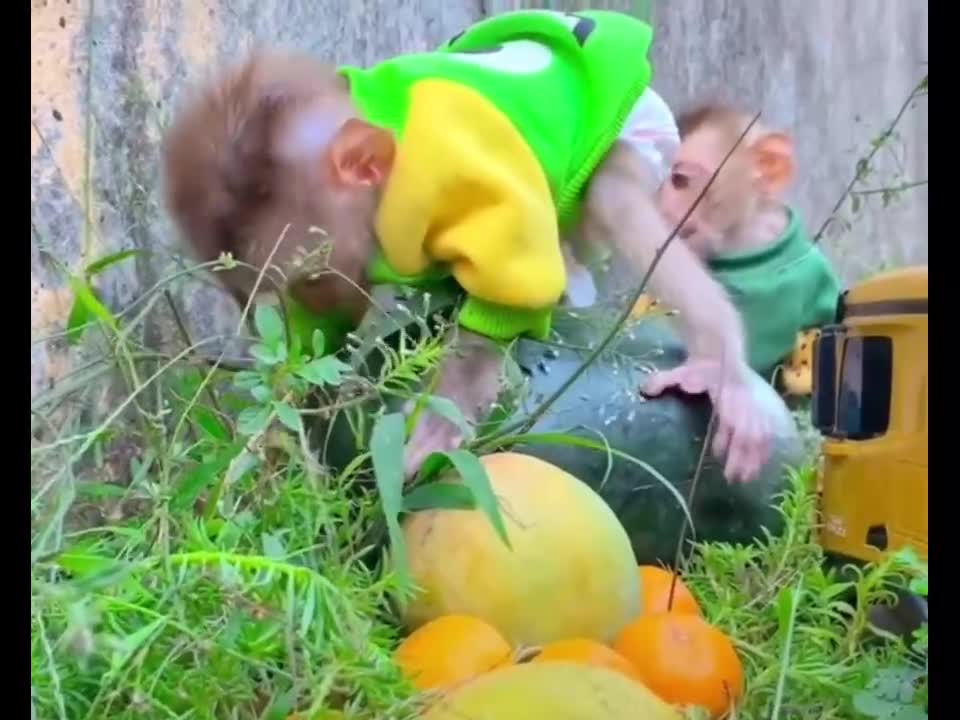 Two little monkeys playing