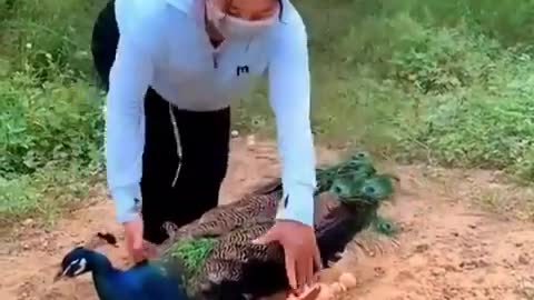 Peacock Attacks a girl