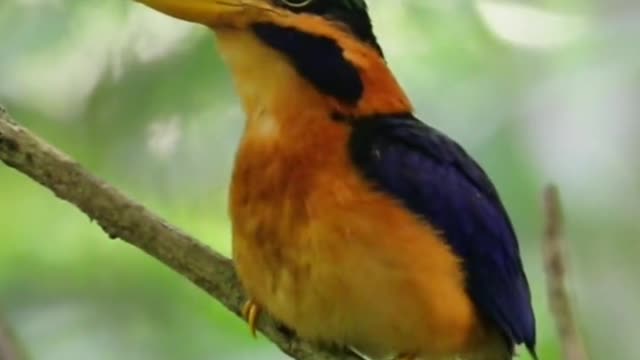 Emerald bird with chestnut collar