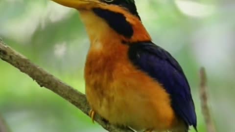 Emerald bird with chestnut collar