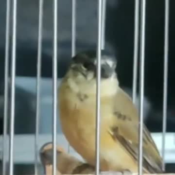 Beautiful corner of the coleirinho!♾